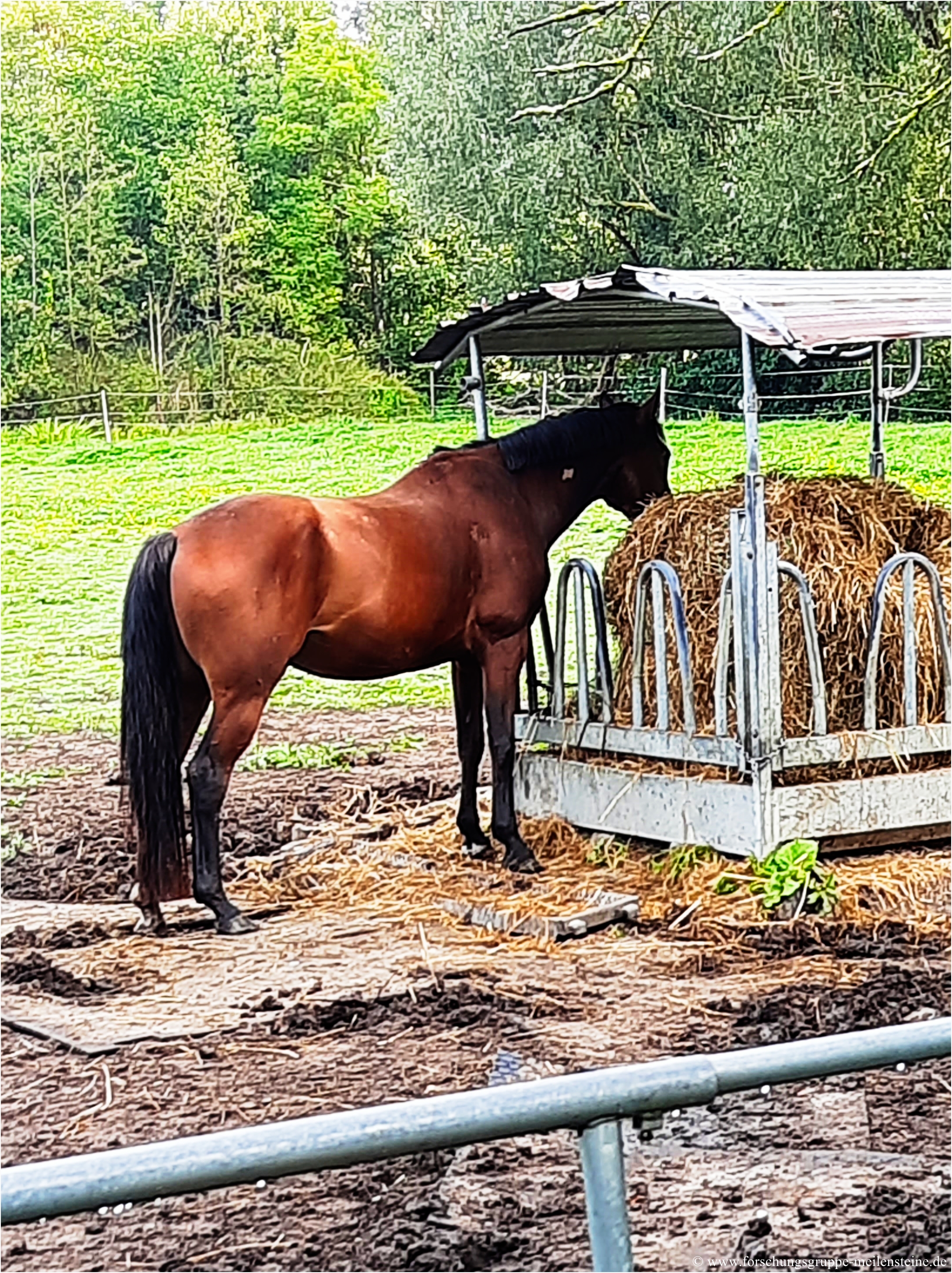 Gestüt Neustadt Dosse